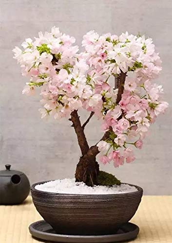 NooElec Seeds India 30 Seeds- Japanese Sakura Seeds. Rare Japanese